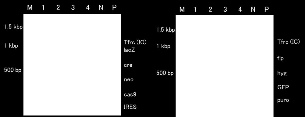 系統 3 系統 4 マーカー遺伝子の有無 cre, GFP hyg, neo, GFP lacz, neo, IRES 標準プロトコール による検出 Primer Set 1