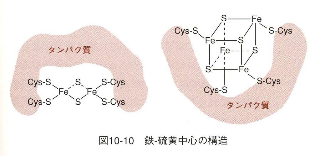 Fe2+ と Fe3+ の 2 つの状態をとる 電子は FMN から鉄ー硫黄タンパク質