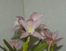 Diamond White x self) (US) ベトナム やや小柄な株に 10cm 程度の比較的大きな花を 7~10 輪