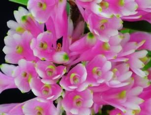 ベトナム バルブが比較的長く伸びるタイプの実生より本年初花にて選別した大輪個体 花弁は極淡ピンク リップ 5cm で花径 6cm 以上の個体