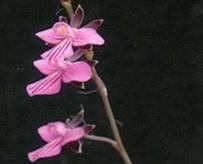 5cm 前後の可憐花を 3~8 輪くらい 在庫僅少 Thrixspermum formosanum