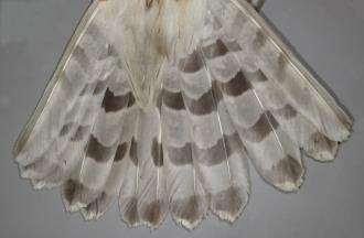 Juveniel 幼羽の尾の下尾筒には雌雄とも縦斑がある