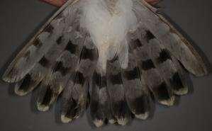 尾羽は雌より灰色味が強い傾向があり, 暗色の横斑は雌より不明瞭である 写真 (12)