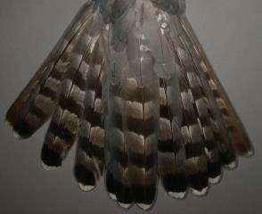 成鳥羽 Adult 亜種オオタカの雌の成鳥羽では, 尾羽は雄より褐色味が強い傾向があり,