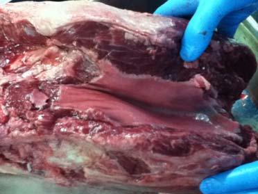 血管 脂肪分の除去 部分肉を更にブロック肉に切り分ける時は 特に血管を取り除くようにします 血管を通って