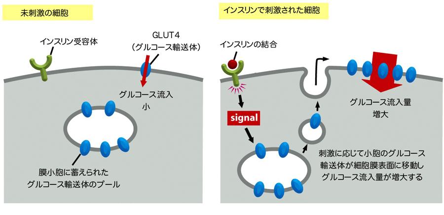 グルコース輸送体 GLUT) 脂質二重膜を挟んだグルコースの移動に グルコース輸送体 Glucose transporter; GLUT が関与する促進拡散系である 結合定数 組織の局在が異なるサブタイプが存 1.