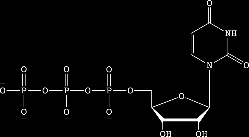 平均10-12残基ごとにα1-6結合の枝分かれをもつ球状の巨大分子で ある 分子内に還元末端は一カ所のみ 枝分かれの数だけ非還元末端をもち グリコーゲン の合成 分解速度を増加させている グリコーゲン合成経路 解糖系のグルコース6-リン酸を材料として