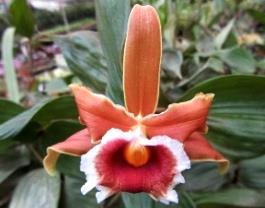 多く咲かせる小型種 花が小さく判別難しいが香りあり 190 Sobralia (Sob.) atropubescens BS 10.