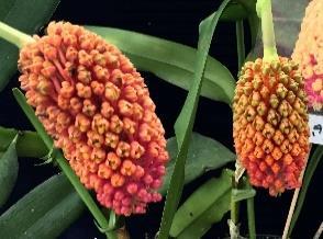 5cm 鉢おすすめトリコグロティスプシラスマトラ~ジャワ香りが人気の小型単茎種です 径 2cmほどの花を数輪 3,240 つけます