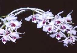 ファルコネリ 垂れ下がる笹の葉のような細い茎から 大きな花をつける種です 3,240 活着株 106 Den.
