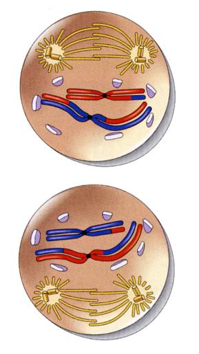 終期 Ⅱ と細胞質分裂 終期 Ⅱでは各極には各相同染色体の対の一方が存在している いずれも複製されていない染色体である