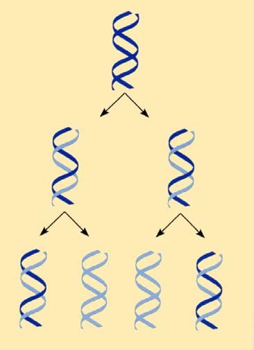 代になるとバンドは2 本に分かれ 1 本は第一世代と同じ重さ もう1 本はさらに軽いバンドであった 次の図はそれを模式的に表わしてある この実験は 明らかに新しく複製された二本鎖 DNA の半分が軽い N の鎖で もう一本が元の重い N の DNA であることを示している こうして複製は予想通り 半保存的な様式でおこなわれることが実証されたのである 大腸菌は原核生物であるが その後 真核生物の