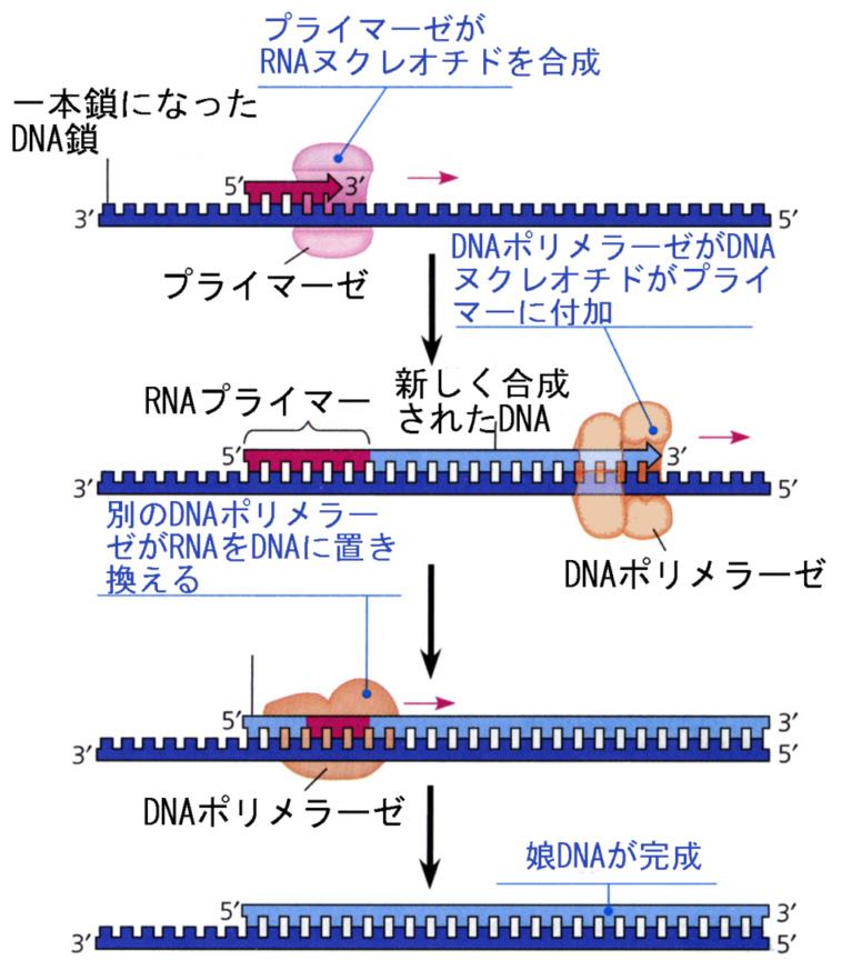 DNA ポリメラーゼは一本鎖になった鋳型鎖にいきなり DNA