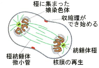 染色分体は2つに引き離されて両極に移動し始める 両極からたキネトコアキネトコア微小管の短縮と 極微小管の相互作用による極を引き離す力によって
