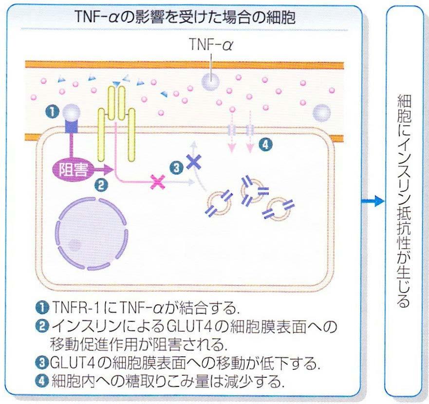 悪玉 TNF-α 内臓脂肪から多く産生する