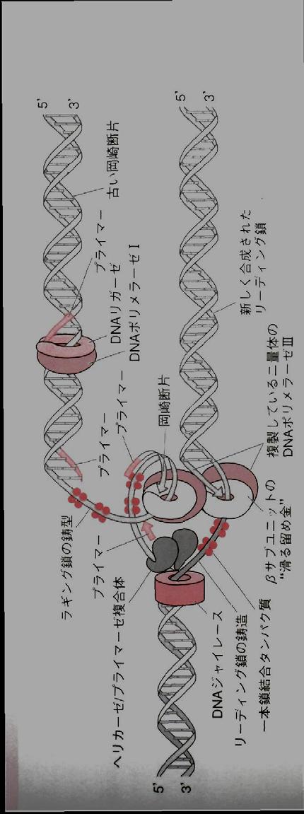 DNAポリメラーゼ RNAプライマーの後ろ (3 末端から ) に5 3 方向に合成 ( リーディング鎖 ) DNAポリメラーゼ : 二量体 (