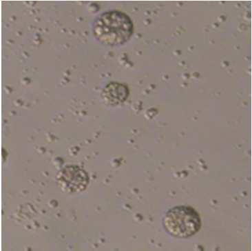 体細胞核移植によるクローンウズラの作製 ドナー細胞 *