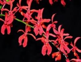 ) BS レナンスティリスバンコックビューティ 小さな株から咲きやすく よく分枝して多数の花をつけるタイプで 明るい 5,400