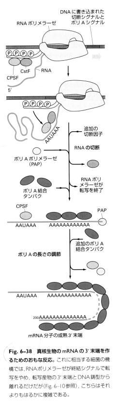 第 2 の snrnp 動物や植物などのもっと複雑な真核生物は, 別の snrnp 群を持ち, これもイントロンのスフ ライシンク を行う. イントロンとエキソンの境界を識別する配列も通常のスフ ライソソームと異なり,AT-AT スフ ライソソーム AT-AT spliceosome という. このスフ ライソソームの RNA-RNA 再編成通常の場合と同じである.