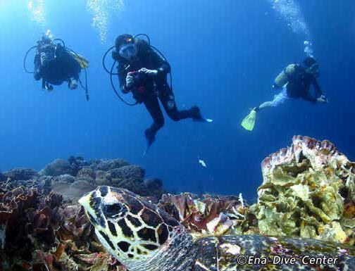 アクティビティ バリ Ena Dive Center & Marine Adventures は 5 つ星を獲得した Gold Palm PADI Resort のスキューバダイビングセンターです info@enafishing.