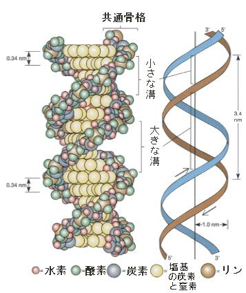 2)DNA のはたらき DNA のはたらきは ひとえに遺伝情報の蓄積である DNA がはたらくときは ヌクレオチド鎖の片方だけが必要となる 大切なことはヌクレオチド鎖には5 から3 への方向性があり 塩基が直線状に配列しているということである すなわち重要なのは塩基の配列 (sequence) である DNA の塩基には4