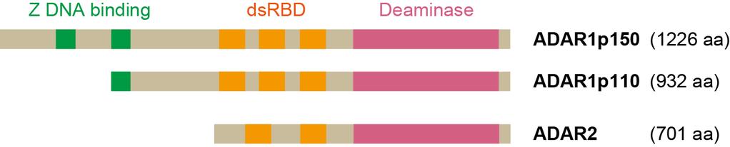 10 R 編集酵素 denosine deaminase acting on R (DR) P - P - H H 2 P I - P - H H 二本鎖構造中のアデノシンを編集する ほとんどの細胞種で発現 (