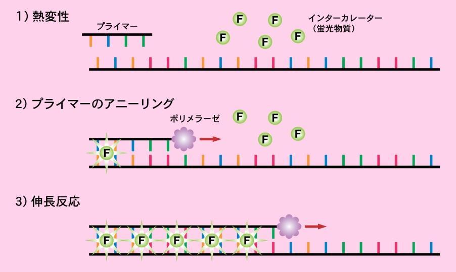 1 蛍光検出の原理 インターカレーターによる蛍光検出の原理 TB Green は DNA に結合するインターカレーターの一種で PCR によって合成された二本鎖 DNA に結合し