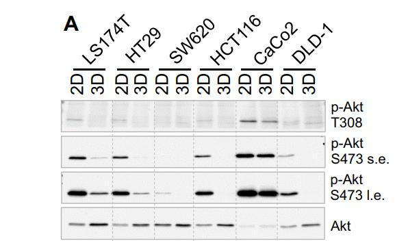Background to study (3)-2 Human colorectal cancer cells with KRAS mutation