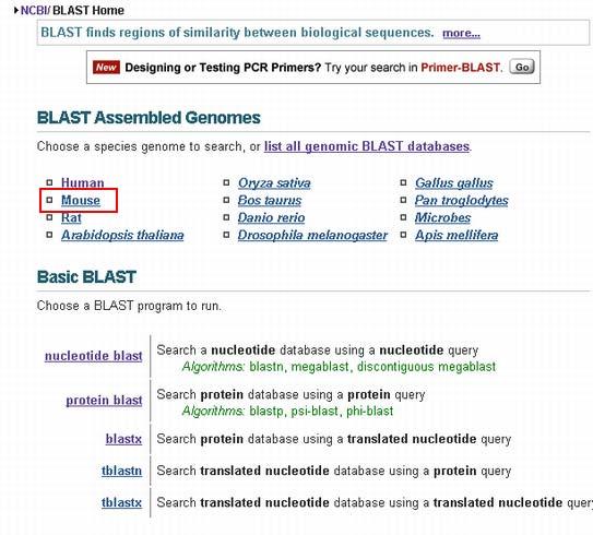 BLAST メニューのページから "BLAST Assembled Genomes" "Mouse" を選択します query のテキストボックスに