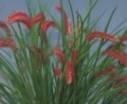 花芽付 ) 2,160 70 フィリピン 草姿は立ち上がる細葉 本属には珍しい橙赤色系の色彩 Domingoa