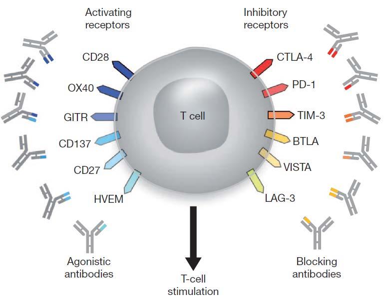 T cell targets for immunoregulatory