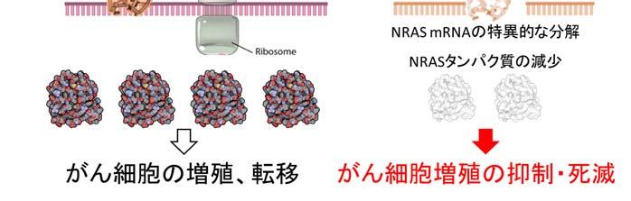 本研究で開発した分子標的型光線力学療法 NRAS mrna が形成する四重らせん構造に結合する ZnAPC