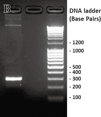 ウイルスであり 宿主細胞に感染すると 逆転 に増幅できるため 30 サイクル程度で 1 本の DNA が 8 9 写酵素を利用して DNA を合成する RT-PCR では レ 10 10 倍まで増幅可能な計算となる) トロウイルスのもつ逆転写酵素(遺伝子を単離し それを ) PCR 生成産物の確認(図 2) 用いて人工合成したもの)を使用して mrna(メッセン PCR