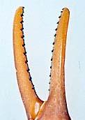 類似した種との識別点 キョクトウサソリ科 キョクトウサソリ科以外のサソリ はさみは全体的に細長く 掌にすじ ( キール )
