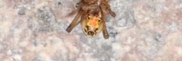 メスの輸精管とオスの触肢が長く渦巻状という特徴で区別される セアカゴケグモは光沢のある黒色を基調とし 腹部背面に赤色の太い縦条がある