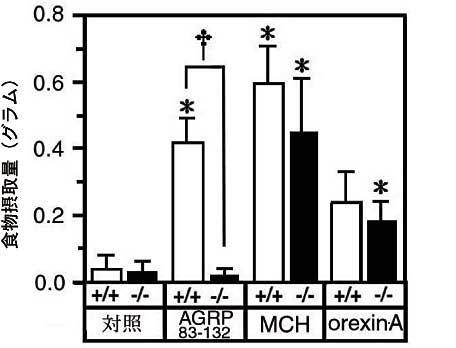 白のカラム : 対照マウス黒のカラム :M3 ムスカリン性受容体遺伝子欠損マウス AGRP83-132: アミノ酸残基 83 から 132 番までの合成 AGRP oexin-a:orexin には A と B の 2 種類のホモログが存在する 図 4 食欲を促進する神経伝達物質を脳内に投与したときのノックアウトマウスの摂餌行動 図 3 に示した神経回路の断線が MCH
