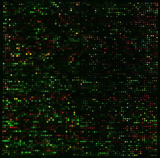 遺伝子発現プロファイルのクラスタリング 発現情報のみを用いて発現パターンの類似した遺伝子をクラスター ( グループ ) にしていく 酵母 (S.