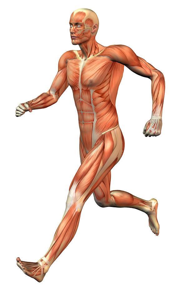 3 種類の筋肉 Three Types of Muscles 心筋 / Cardiac muscle - 心臓 / Heart 平滑筋 / Smooth muscle - 内臓