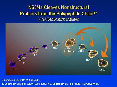 C 型肝炎ウイルスの構造と複製 NS3/4 蛋白の役割 : HCV 非構造蛋白 (NS4A NS4B NS5A