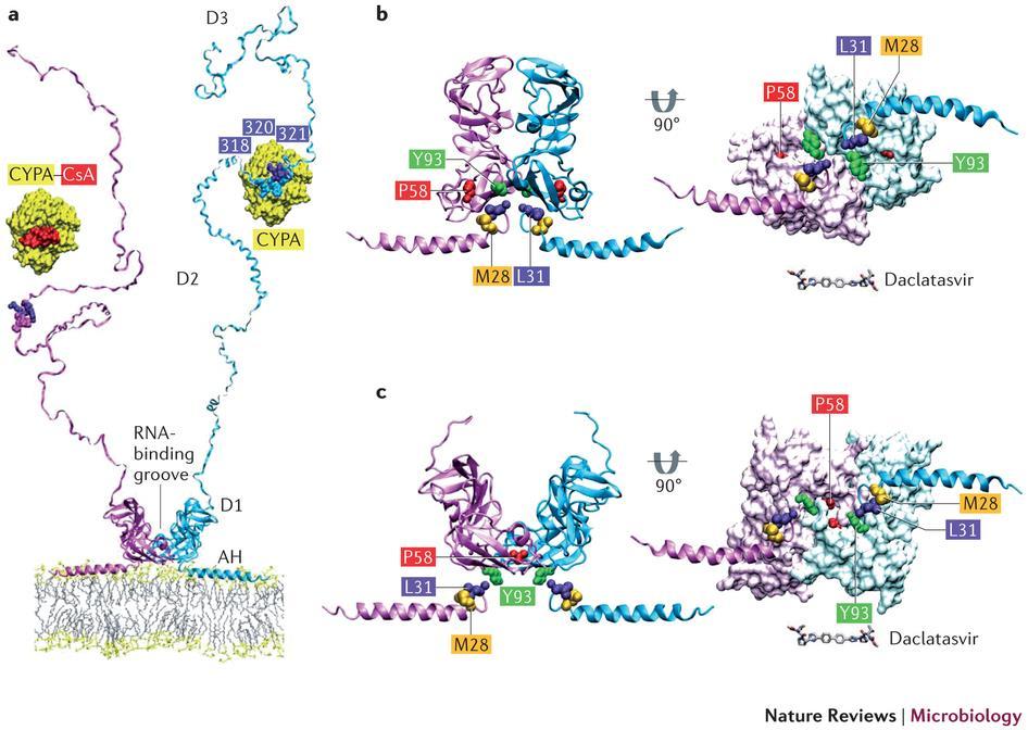 C 型肝炎ウイルスの構造と複製 NS5A 蛋白の役割 :NS5A を中心として複製複合体を形成する Nature Reviews