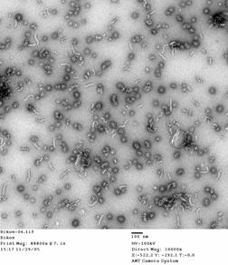 スライド 16 新型インフルエンザワクチン 新型インフルエンザワクチン開発の戦略 モックアップ ( 模擬 ) ワクチンによる製造承認 H5 亜型弱毒ウイルス全粒子アジュバント ( アルミニウムゲル ) + またはHA アジュバント比添加 非臨床試験