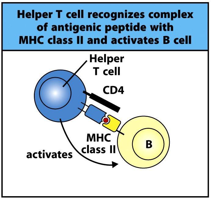 クラス Ⅱ 分子を介して抗原をヘルパー T 細胞に提示する 3 2 3 ヘルパー T