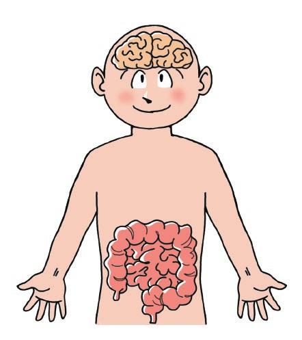 菌と腸活 腸と脳 腸は 第二の脳 ともいわれ 脳には中枢神経系 腸には腸神経系があり 両者は互いに影響を与えながら働いています 腸が単独で働けることも分かっており 例えば事故で脊髄を損傷したり 脳死状態になったりしても 腸は正常に働くことが可能だといわれています 腸はセロトニンやドーパミンなどの神経伝達物質やその材料となる物質を生成する場所でもあります セロトニンは 幸せホルモン