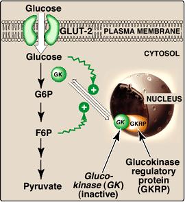 肝臓でのグルコキナーゼ (GK) の活性調節 グルコース 細胞膜 GLUT-2: グルコーストランスポーター グルコース 6 リン酸 細胞質 核 グルコースは核の GKRP が GK