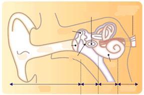 耳は, 外耳 中耳 内耳からなります 外耳から入った音は, 鼓膜に達し, 耳小骨 ( ツチ骨 キヌタ骨 アブミ 骨 ) を通して蝸牛に伝達 蝸牛内部に並んだ有毛細胞が音の刺激を受け, 脳に電気信号を送ります このように, 耳の各器官がそれぞれの役割を果たすことで, 音を聞き取っています アブミ骨 蝸牛神経 ( 聴神経 ) ツチ骨 耳介 外耳道 鼓膜 キヌタ骨