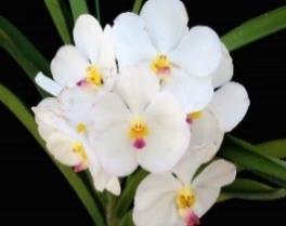 セルレアの血を引く 数少ない白色の大輪バンダです 株が素直で 5,400 たいへん栽培しやすく 形の良い大輪花を良く咲かせます 217