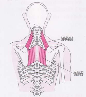 肩甲挙筋緊張筋 ( こわばり筋 ) 菱形筋 緊張筋 ( こわばり筋 )