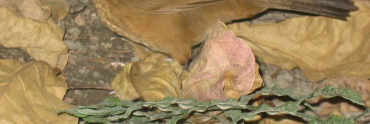 種類名証明書添付生物 : チメドリ科の全種 形態的特徴 : 全長 21~24cm ツグミ大の鳥 全体的に明るい茶色で 頭頂部や後頸 喉 胸などに暗褐色の縞模様がある 尾羽は黒褐色 嘴と肢は暗黄色
