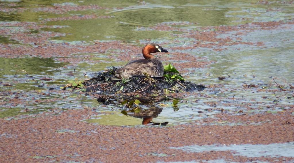 写真 -35(2014 年 6 月 15 日 ) ふもとのため池で浮島の巣に座っているカイツブリ < 野鳥編 ( その2) あとがき> これまで 野鳥編 ( その1) と合わせて