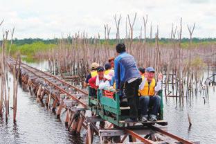 Biological Resources in Tropical Peat Swamp Forest,